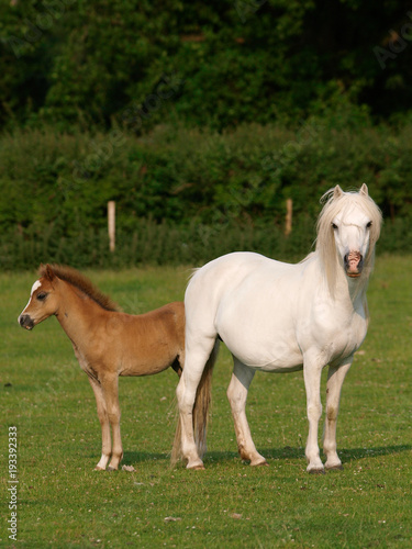 Pretty Mare and Foal