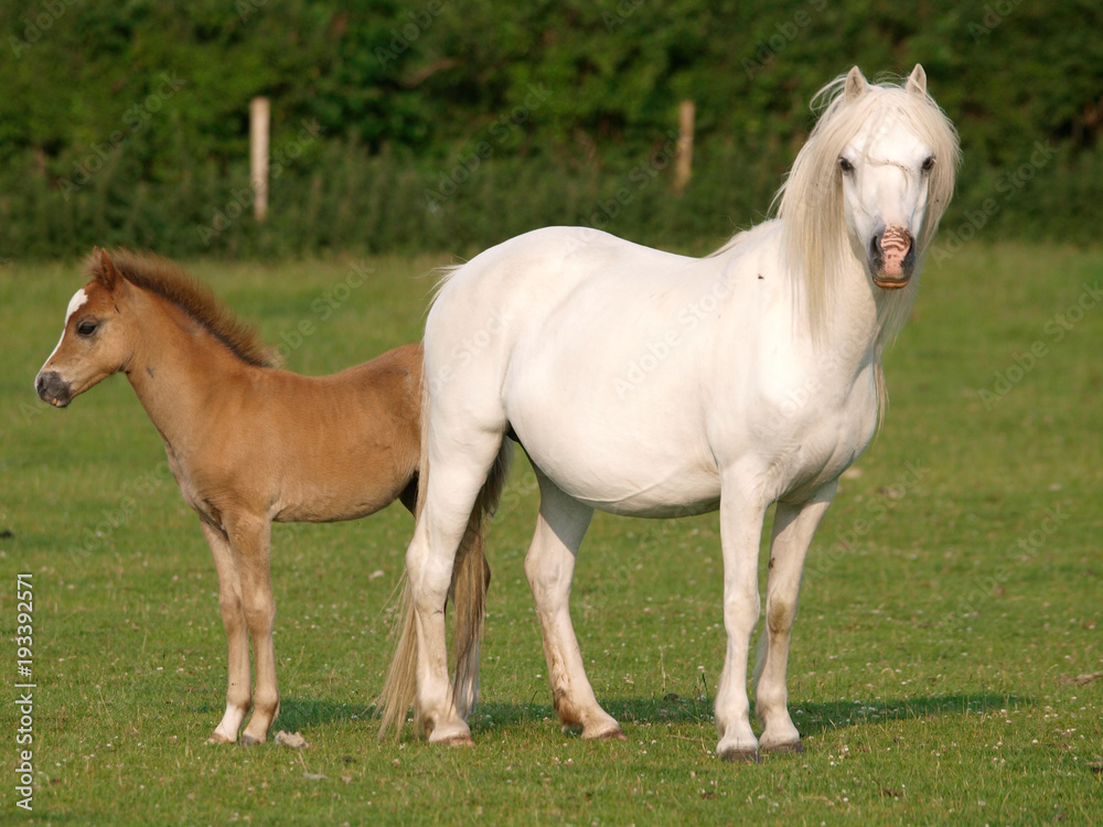 Pretty Mare and Foal