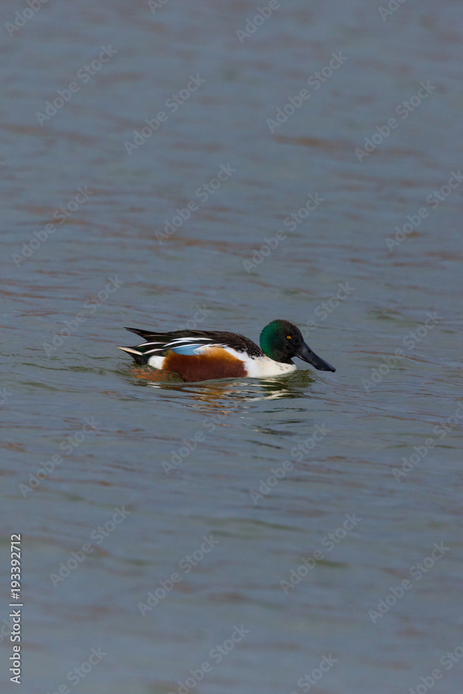 male northern shoveler duck (anas clypeata) swimming in water male northern shoveler duck (anas clypeata) swimming in water