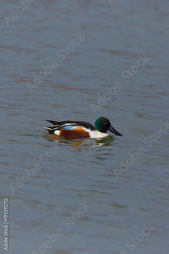 male northern shoveler duck (anas clypeata) swimming in water