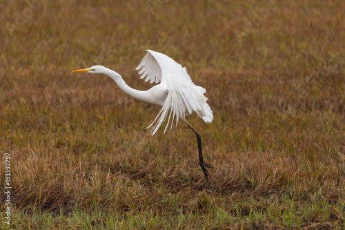 portrait great white egret (egretta alba) in reed, spread wings