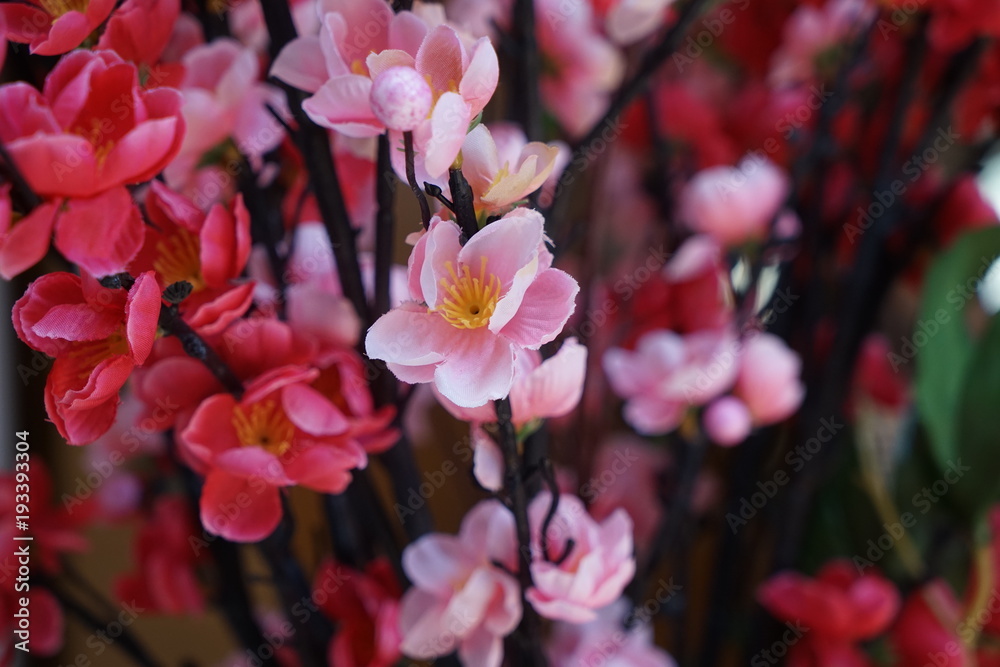 Red flower is a symbol of love. Red flower is a symbol of love.