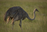 The Flightless Ostrich