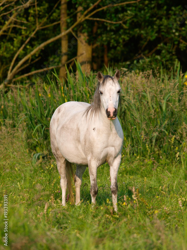 Grey Horse In Paddock