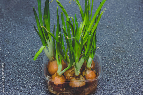 green onions growing in the garden