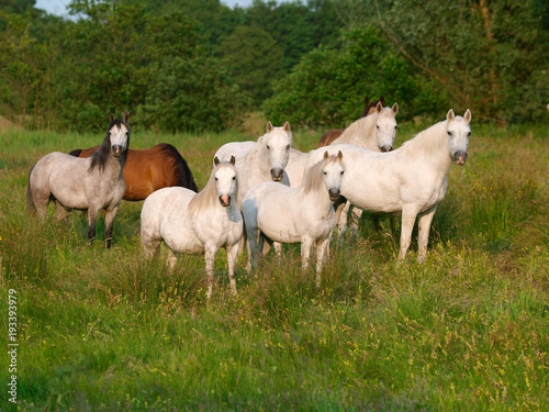 Fototapeta Naklejka Na Ścianę i Meble -  Herd Of Horses