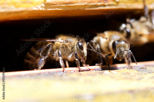bees, bee, hive, ant, insec