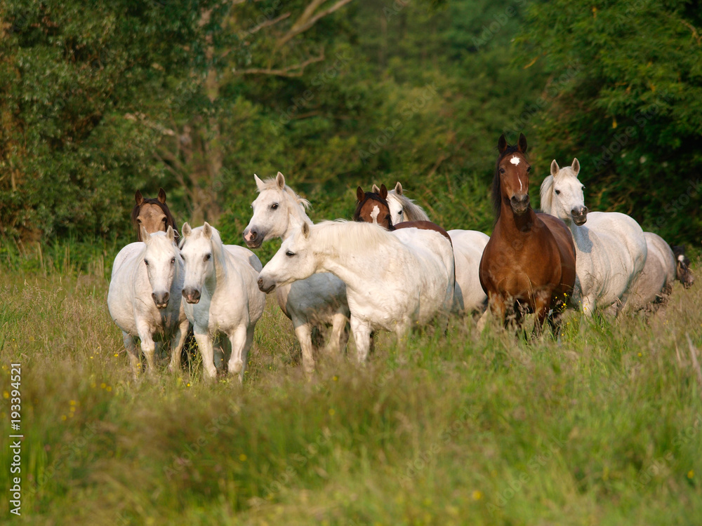 Obraz premium Herd Of Horses