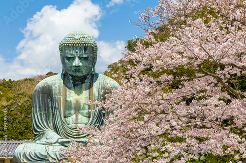 The Great Buddha in Kamakura Japan.The foreground is cherry blossoms.Located in Kamakura, Kanagawa Prefecture Japan.