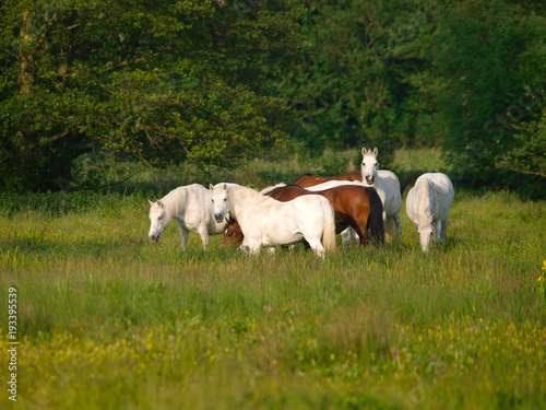 Herd Of Horses