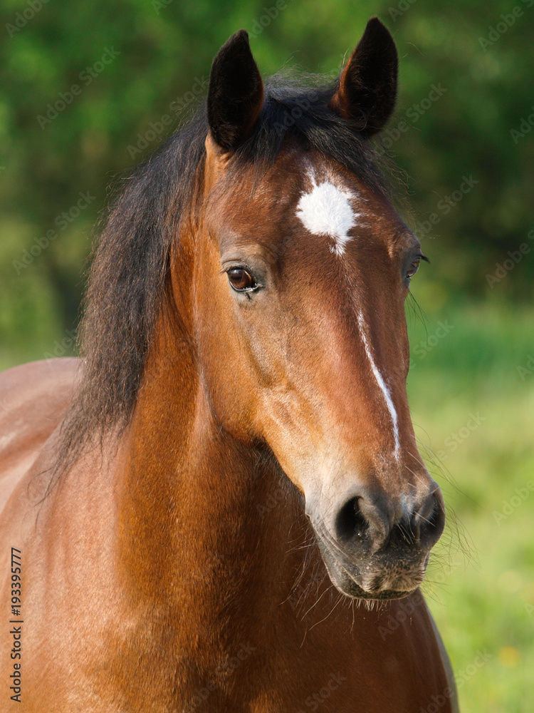 Bay Horse Head Shot