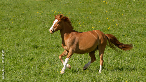 Double pony - double poney