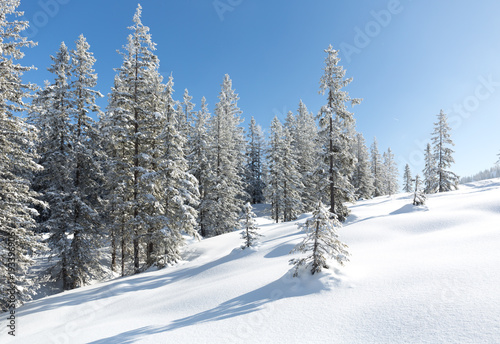 Frozen forest. Winter landscape