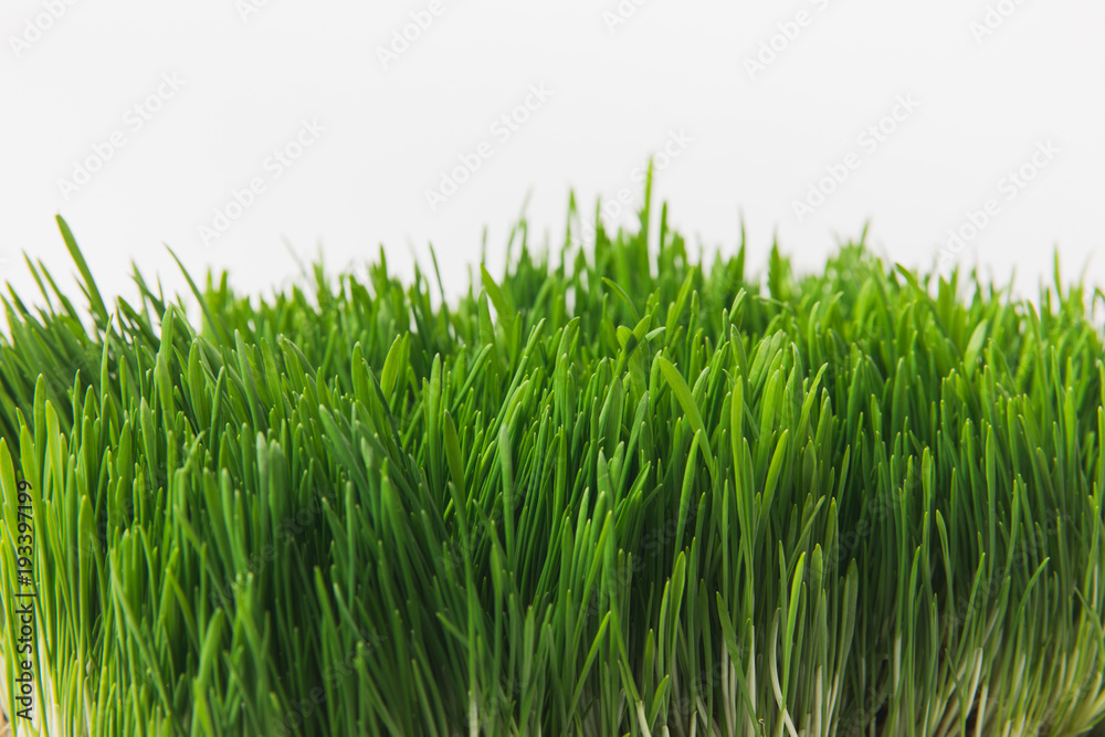Fototapeta premium Front view of green grass stems isolated on white