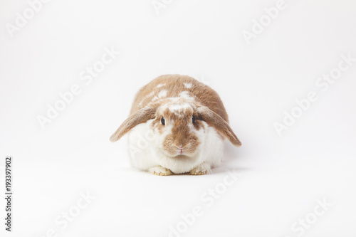 Fototapeta Naklejka Na Ścianę i Meble -  Studio shot of sitting rabbit isolated on white
