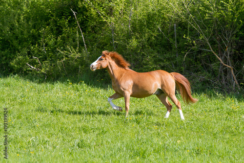 Double poney (double pony)  © JMP de Nieuwburgh