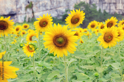 Beautiful Sunflower in the field at Phitsanulok Thailand.