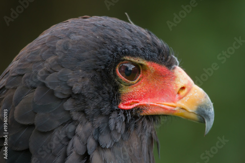 photo portrait of a beautiful Bateleur eagle with a dark back ground 