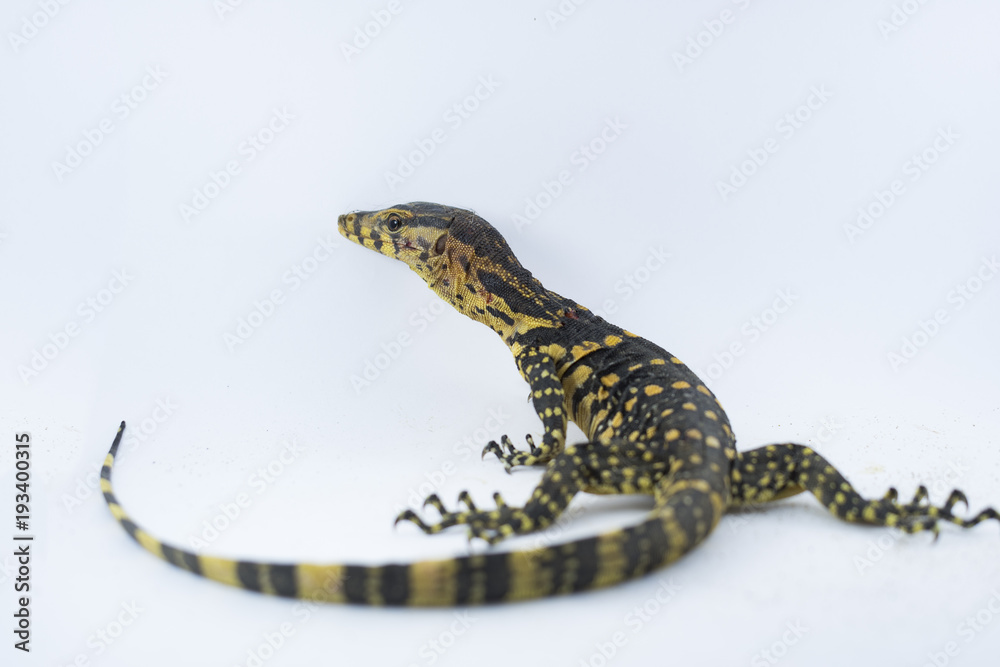 Naklejka premium Asian water monitor on white background