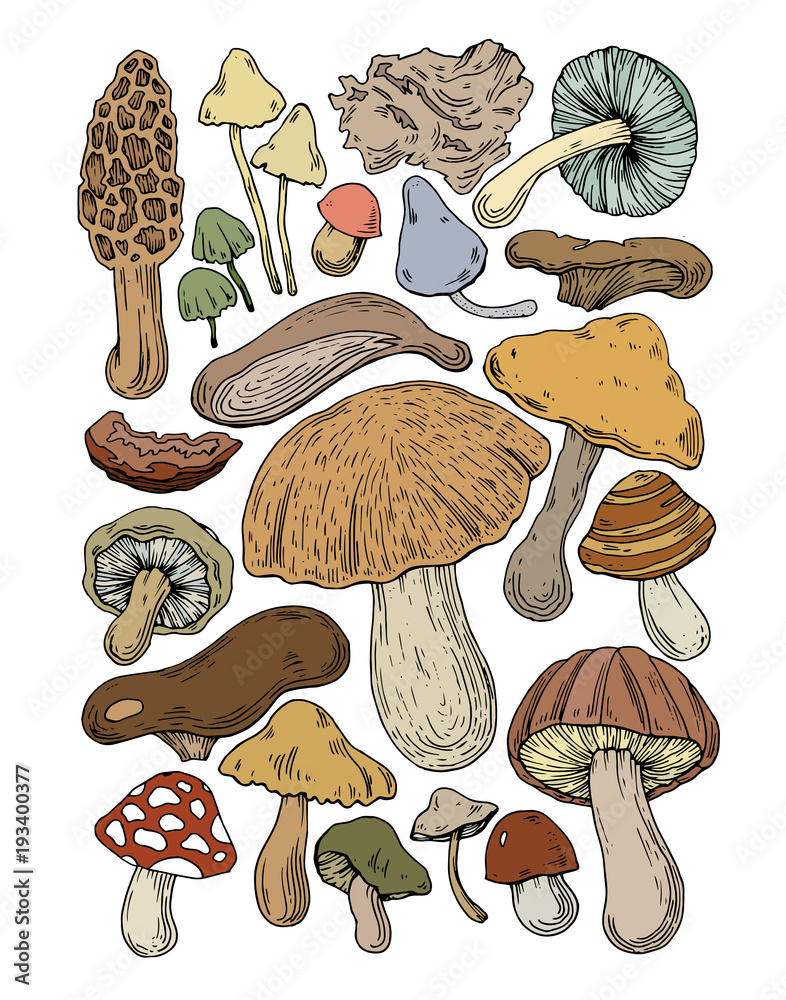 Naklejka mushrooms food natural fungus