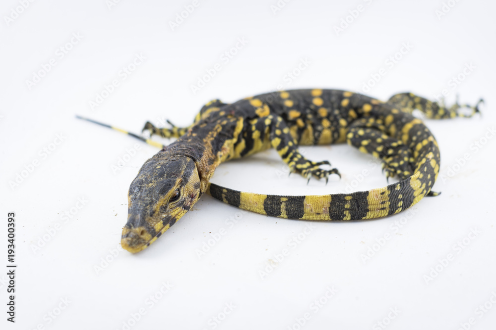 Monitor lizard (Varanus salvator) on a white background Monitor lizard (Varanus salvator) on a white background