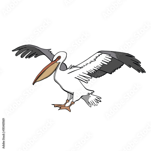 Pelican. Hand drawing sketch on white background.