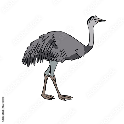Ostrich Nanda . Hand drawing sketch on white background.