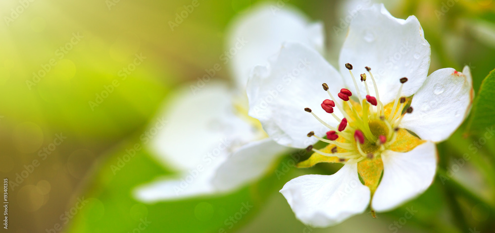 Obraz premium Pear tree blossom in sunlight.