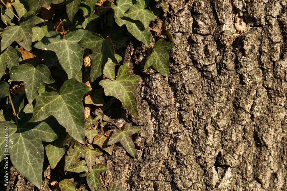 Old tree texture with an ivy leaves