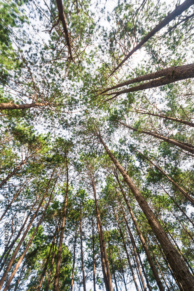 Fototapeta premium Bottom view of pine tree in pine forest
