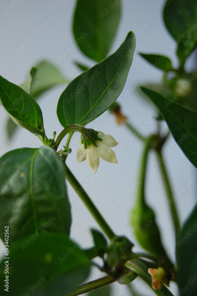 Capsicum annuum, peppers, flower Capsicum annuum, peppers, flower