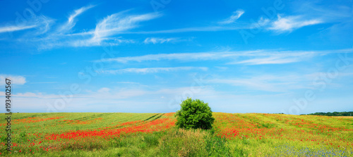 Sommerlandschaft  gr  nes Feld  Mohnblumen und Kornbumen  blauer Himmel mit Federwolken