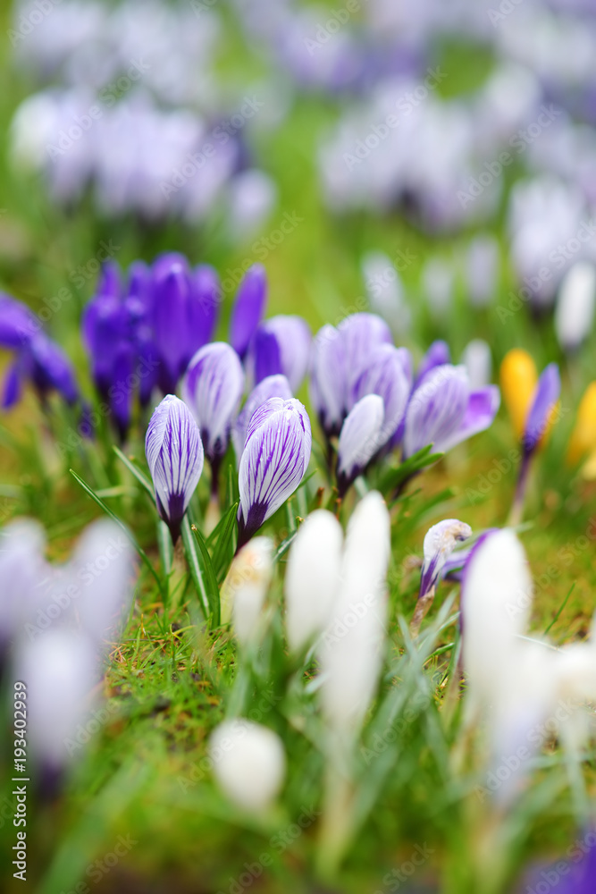 Blooming crocus flowers in the park. Spring landscape. Blooming crocus flowers in the park. Spring landscape.