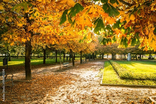 Parque urbano en otoño  con camino de tierra lleno de  hojas  caidas, cesped  y bancos  photo