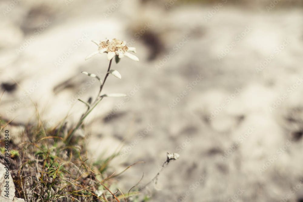Blooming edelweiss flowers in a field of the Alps Blooming edelweiss flowers in a field of the Alps