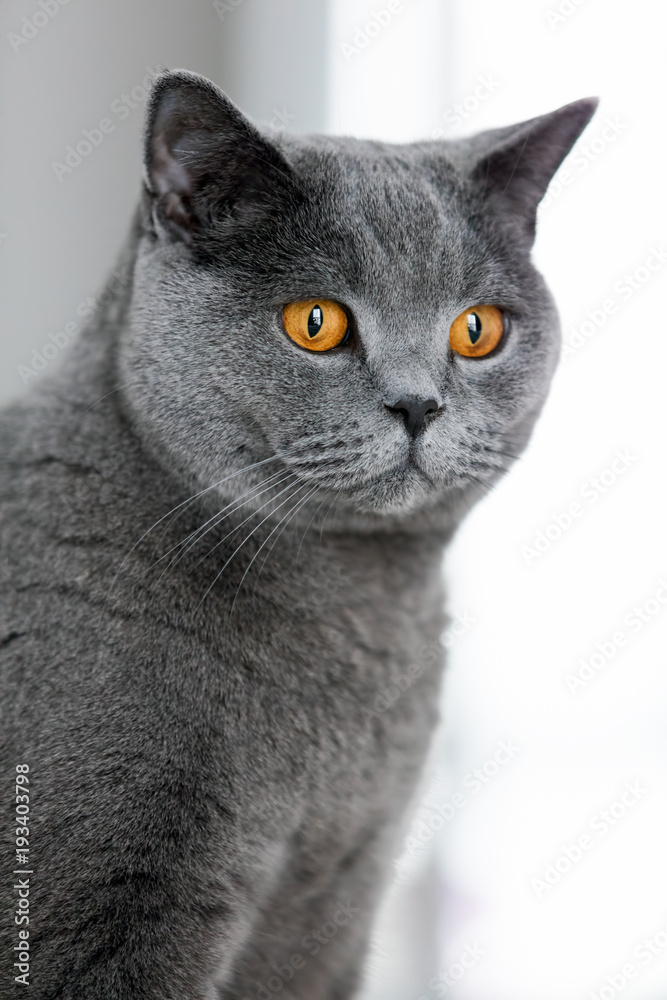 Naklejka Grey british shorthair cat staring in the space.