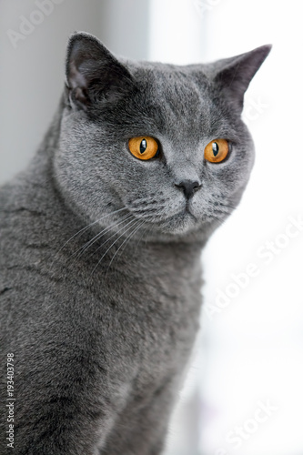 Fototapeta Naklejka Na Ścianę i Meble -  Grey british shorthair cat staring in the space.