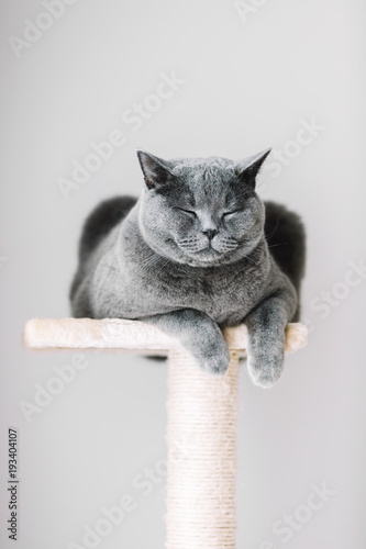 Fototapeta Naklejka Na Ścianę i Meble -  Sleepy cat laying on the scratcher.