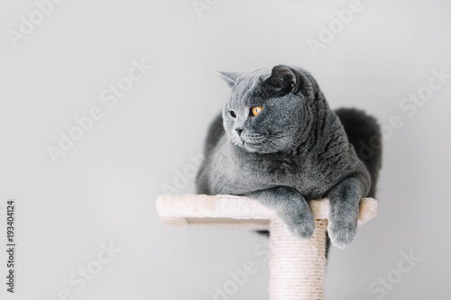 Fototapeta Naklejka Na Ścianę i Meble -  Grey furry cat laying on the top of the scratcher