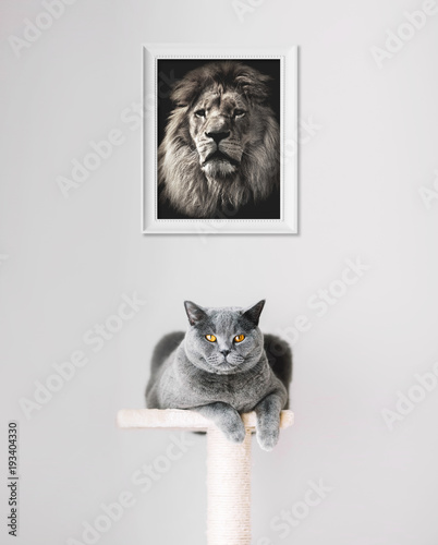 Fototapeta Naklejka Na Ścianę i Meble -  British Shorthair cat and lion portrait above.