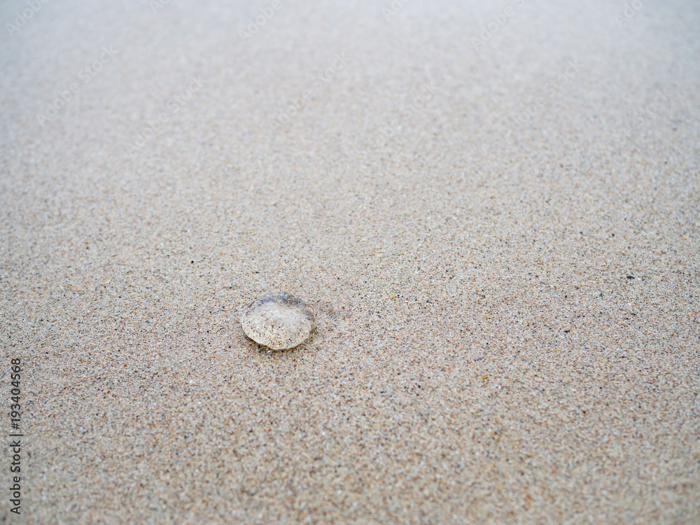 Small jelly fish on the sand beach Small jelly fish on the sand beach