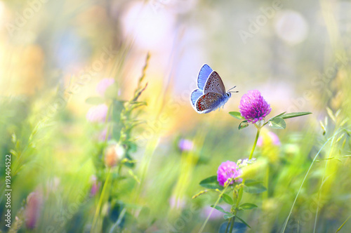 Canvas Print Wild flowers of clover and butterfly in a meadow in nature in the rays of sunlight in summer in the spring close-up of a macro