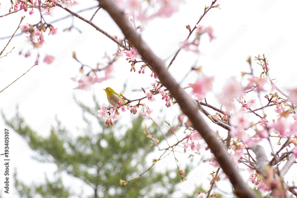 桜が咲いた春が来た5 桜が咲いた春が来た5