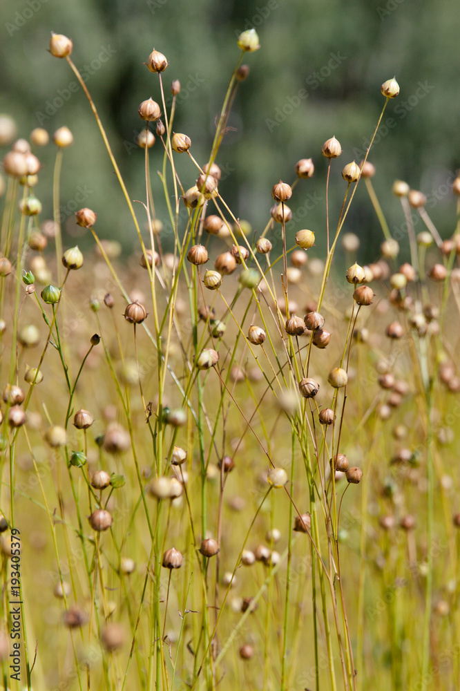 ripening flax on the field