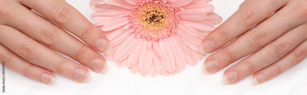 Woman pure clean nails without polish and gerbera flower isolated on white. Not polished blank natural nails. Hygienic manicure on hands.