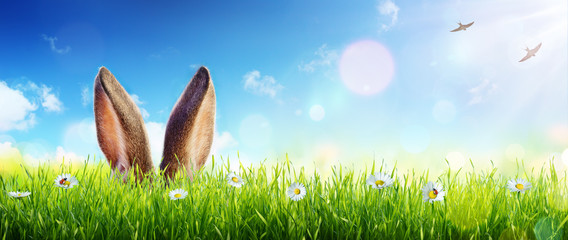 Ears Of Bunny Appear In Grass - Easter Card
