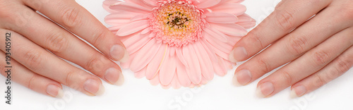 Obraz na płótnie Woman pure clean nails without polish and gerbera flower isolated on white. Not polished blank natural nails. Hygienic manicure on hands. w salonie
