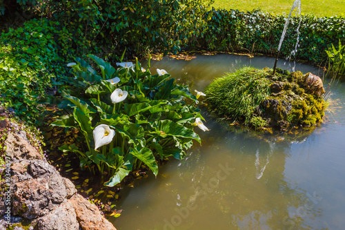 the acquatic white  calla lily  known as zantedeschia aethiopica callas   an acquatic white calla flourished in a pond  with side by side  a fountain that  zippers