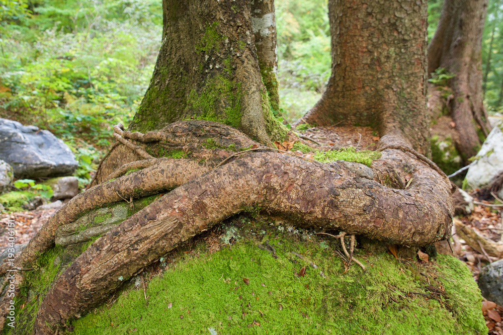 Baumwurzel legt sich über anderen Baum, Wald und Moos Baumwurzel legt sich über anderen Baum, Wald und Moos