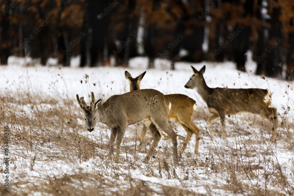 deers at the edge of the forest in winter deers at the edge of the forest in winter